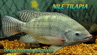 Nile Tilapia Oreochromis niloticus [upl. by Alyssa]