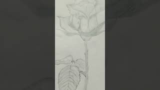 Pencil sketches [upl. by Azmah]