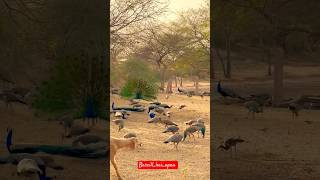 Dosti ke Geet mai gata hun 🥰😍🌴 music song peacock bareilly explore shorts forest natural [upl. by Lilla]