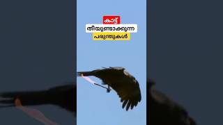 ഇരയ്ക് വേണ്ടി കാട് മുഴുവൻ തീയിടുന്ന പക്ഷി shortvideo [upl. by Eenar]