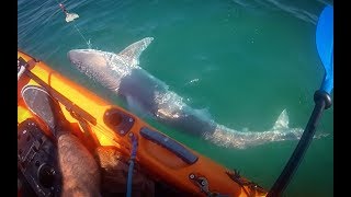 kayak shark Fishing NZ Big Tope [upl. by Allehs]