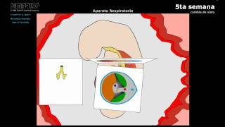 EMBRIOLOGIA  APARATO RESPIRATORIO [upl. by Oswin]