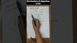 Mechanism of digestion of fats fatdigestion shorts youtubeshorts [upl. by Stafani]