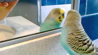 Cocchetto la cocorita parlante Cocchetto the talking budgie [upl. by Htbazile]