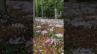 Stunning Cyclamen Grove winterflower cyclamen beauty garden forest nature gardening [upl. by Nyral]