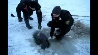 Rīgas Pašvaldības policijas cīņa ar maluzvejniecību [upl. by Aicnarf508]