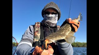 Catching Flathead in The Coombabah Creek Gold Coast [upl. by Gennifer474]