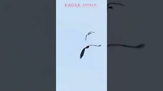 EAGLE ATTACK wildlife eglelife subscribemychenal wildbird [upl. by Ainig]