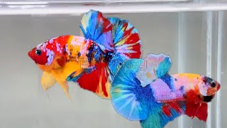 35quotMost Beautiful Betta Fish Stunning Colors amp Gorgeous Betta Fish Tanksquot [upl. by Tosch]