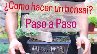 Cómo Hacer un Bonsai de Olivo centenario Paso a Paso [upl. by Vladimir]