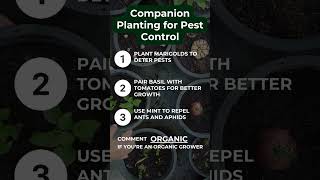 Companion Planting for Pest Control [upl. by Cordova]