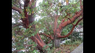 Most Amazing Native tree in Canada Arbutus menziesii the Pacific madrone [upl. by Heaps355]