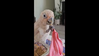 Meet Playful Cockatoo amp Colorful Lorikeet Adorable Bird Moments 🦜💛 [upl. by Ambert]