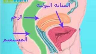 الجهاز التناسلى للأنثى Female genital system [upl. by Fabozzi]