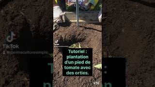 TUTORIEL FACILE 👍 planter les tomates 🍅 tomate tutoriel planter diy shorts [upl. by Arakat554]