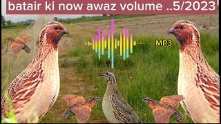 batairkiawaz raat shikar ke aliy volume 52023 [upl. by Yren]