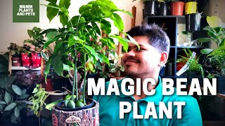 Magic Bean Plant Care  Australian Chestnut Plant  Lucky Bean Plant [upl. by Siuqram]