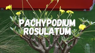 Pachypodium Rosulatum Um Guia Desta Planta [upl. by Ginzburg]