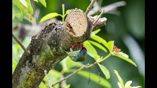 20240410 coppersmith barbet nest [upl. by Hibben]