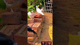 pigeon giribaazkabutar birds love kabootar pigeonlover attitude bird ytshorts [upl. by Chard985]