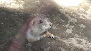 プレーリードッグ家族の日常 Cute prairie dog family 171 【Cute animal videos】【羽村市動物園】 [upl. by Atiugal]