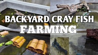 Backyard Crayfish Farming [upl. by Tamarah]