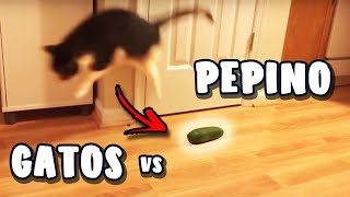 GATOS VS PEPINO  GATOS A FUGIR DE PEPINO [upl. by Johnathan665]