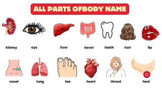 Parts of the Body in English  Basic parts of body  bodyparts learnenglish [upl. by Edla]