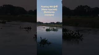 जल कुंभी Water hyacinth Eichhornia crassipes river water nature photography [upl. by Enomal]