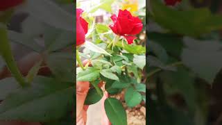 Phool he gulaab Ka chameli ka na smjhna ☺️☺️🌹🌹🥀🥀🌹🌹💐gulaab flowergarden flower gulaab rose 🌸🌸🌹🌹🏵 [upl. by Llerrehc]