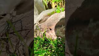 Skink non venomous Lizard [upl. by Demaggio]