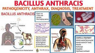 Bacillus anthracisAnthrax  Pathogenicity  Types of Anthrax  Diagnosis and Treatment [upl. by Henka]