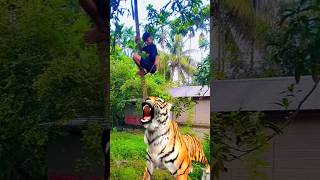 Tiger armedia🐅🐯😱 ll funny creative viralvideo love [upl. by Sherrard]