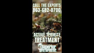 Active Subterranean Termite Treatment  Superior Spray Service [upl. by Terbecki]