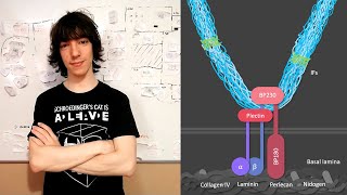 Hemidesmosomes Structure and Function [upl. by Meekahs]