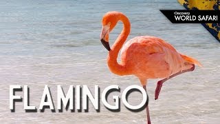 Have You Ever Seen a Flamingo Fly [upl. by Giselbert]