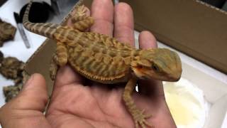 Bearded Dragon Packing and Shipping [upl. by Ecidnak]