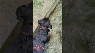 Mera dog Pani mein Naha raha hai jumping 7Feet dogshortvideosubscribe my channel [upl. by Haraz]