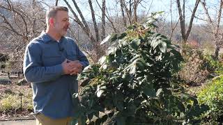 Leatherleaf mahonia Berberis bealei  Plant Identification [upl. by Licastro]