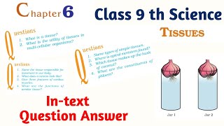 Tissue Class 9 th Science Chapter 6 Intext Question Answer full Explanation [upl. by Asirem]