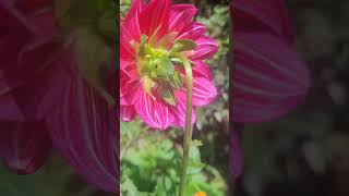 Simpática Dalia garden shorts subscribe flowers nature elsalvador dalias video [upl. by Adniles]