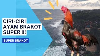 Ciri Ciri Ayam Brakot Super  Pembahasan tentang Super Brakot [upl. by Neelehtak]