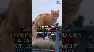 Are Cats Smarter Than Dogs [upl. by Adlar]