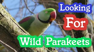 I was told of Parakeet sightings at a local park [upl. by Andrej]