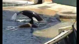 Orques du marineland  Sharkan [upl. by Eppie]