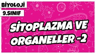 9 Sınıf Biyoloji  Sitoplazma ve Organeller 2 [upl. by Irmo279]