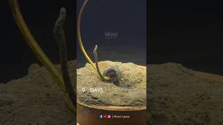 Rose Seed Growing  Time Lapse  shorts timelapse growingplants growplants lapse woodlapse [upl. by Waneta893]