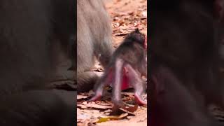 Ep872 Adorable Monkeys Play Hide and Seek For Treats in the Jungle [upl. by Jordana]