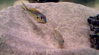 Callochromis Melanostigma Breeding [upl. by Assenad]