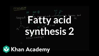 Fatty Acid Synthesis  Part II [upl. by Acirahs]